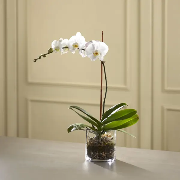 White Orchid in Clear Cylinder Vase - Click Image to Close